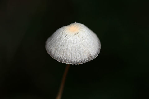 Psathyrella sp. Any ID help is much appreciated!

Growing on disturbed soil at the base of a ridge (on a dirt roadside). Spotted within a grassy/wildflowery area. No wood nearby (that I saw).

No odor. Cap slightly slimy with a gray margin and yellow near its center. Sparkles in the light. Gills gray. Stem smooth and somewhat translucent.
https://www.jungledragon.com/image/68124/mycena_sp._.html
https://www.jungledragon.com/image/68123/mycena_sp._.html Fall,Geotagged,United States