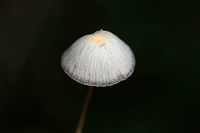 Psathyrella sp. Any ID help is much appreciated!<br />
<br />
Growing on disturbed soil at the base of a ridge (on a dirt roadside). Spotted within a grassy/wildflowery area. No wood nearby (that I saw).<br />
<br />
No odor. Cap slightly slimy with a gray margin and yellow near its center. Sparkles in the light. Gills gray. Stem smooth and somewhat translucent.<br />
https://www.jungledragon.com/image/68124/mycena_sp._.html<br />
https://www.jungledragon.com/image/68123/mycena_sp._.html Fall,Geotagged,United States