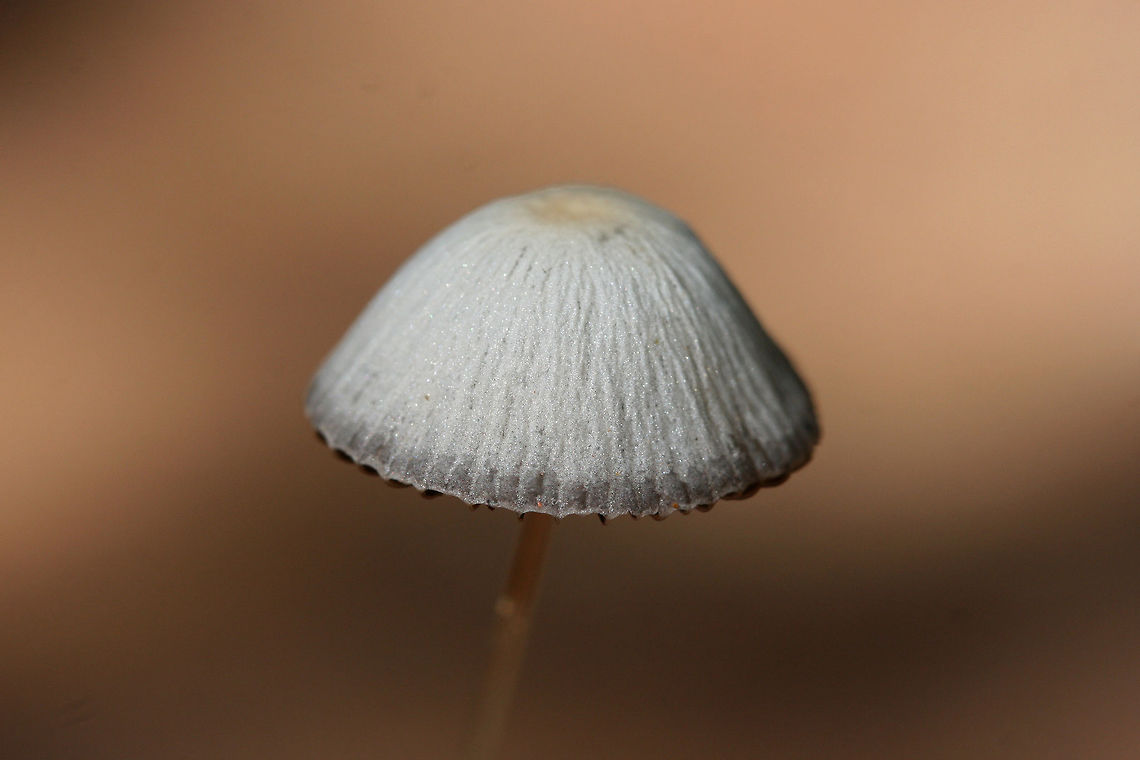 Psathyrella sp. Any ID help is much appreciated!<br />
<br />
Growing on disturbed soil at the base of a ridge (on a dirt roadside). Spotted within a grassy/wildflowery area. No wood nearby (that I saw).<br />
<br />
No odor. Cap slightly slimy with a gray margin and yellow near its center. Sparkles in the light. Gills gray. Stem smooth and somewhat translucent.<br />
<figure class="photo"><a href="https://www.jungledragon.com/image/68124/psathyrella_sp.html" title="Psathyrella sp."><img src="https://s3.amazonaws.com/media.jungledragon.com/images/3231/68124_thumb.jpg?AWSAccessKeyId=05GMT0V3GWVNE7GGM1R2&Expires=1759968010&Signature=682lA1TsAqilnoyoCDu70OmPXio%3D" width="200" height="134" alt="Psathyrella sp. Any ID help is much appreciated!<br />
<br />
Growing on disturbed soil at the base of a ridge (on a dirt roadside). Spotted within a grassy/wildflowery area. No wood nearby (that I saw).<br />
<br />
No odor. Cap slightly slimy with a gray margin and yellow near its center. Sparkles in the light. Gills gray. Stem smooth and somewhat translucent.<br />
https://www.jungledragon.com/image/68122/mycena_sp._.html<br />
https://www.jungledragon.com/image/68123/mycena_sp._.html Fall,Geotagged,United States" /></a></figure><br />
<figure class="photo"><a href="https://www.jungledragon.com/image/68122/psathyrella_sp.html" title="Psathyrella sp."><img src="https://s3.amazonaws.com/media.jungledragon.com/images/3231/68122_thumb.jpg?AWSAccessKeyId=05GMT0V3GWVNE7GGM1R2&Expires=1759968010&Signature=Jj9ytPmT0qIiFeCAv0iV4D9bC6k%3D" width="200" height="134" alt="Psathyrella sp. Any ID help is much appreciated!<br />
<br />
Growing on disturbed soil at the base of a ridge (on a dirt roadside). Spotted within a grassy/wildflowery area. No wood nearby (that I saw).<br />
<br />
No odor. Cap slightly slimy with a gray margin and yellow near its center. Sparkles in the light. Gills gray. Stem smooth and somewhat translucent.<br />
https://www.jungledragon.com/image/68124/mycena_sp._.html<br />
https://www.jungledragon.com/image/68123/mycena_sp._.html Fall,Geotagged,United States" /></a></figure> Fall,Geotagged,United States