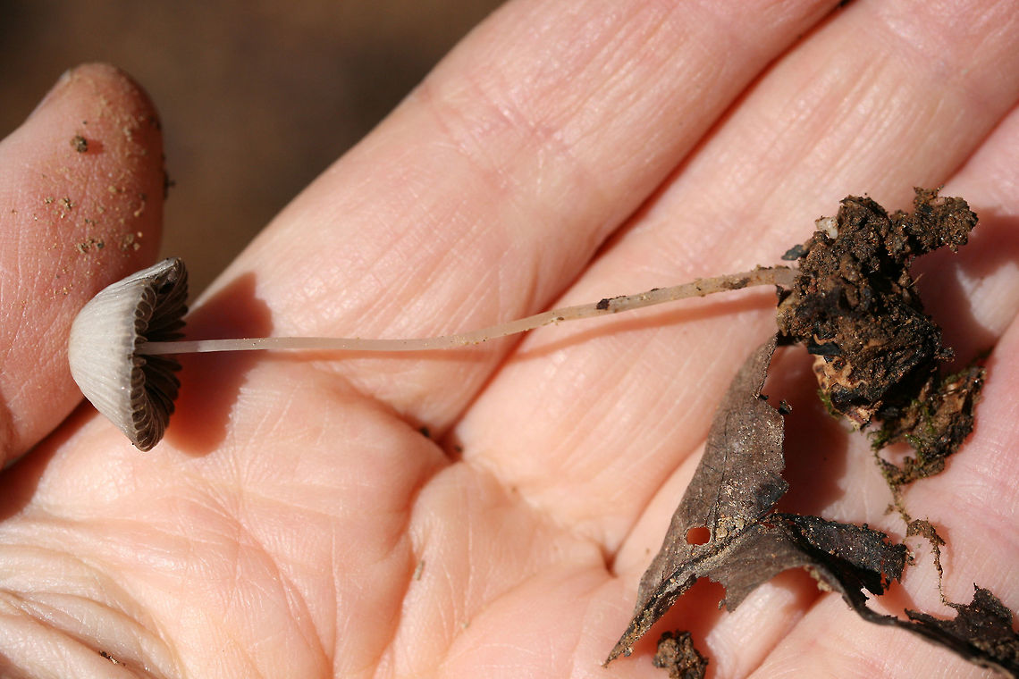 Psathyrella sp. Any ID help is much appreciated!<br />
<br />
Growing on disturbed soil at the base of a ridge (on a dirt roadside). Spotted within a grassy/wildflowery area. No wood nearby (that I saw).<br />
<br />
No odor. Cap slightly slimy with a gray margin and yellow near its center. Sparkles in the light. Gills gray. Stem smooth and somewhat translucent.<br />
<figure class="photo"><a href="https://www.jungledragon.com/image/68122/psathyrella_sp.html" title="Psathyrella sp."><img src="https://s3.amazonaws.com/media.jungledragon.com/images/3231/68122_thumb.jpg?AWSAccessKeyId=05GMT0V3GWVNE7GGM1R2&Expires=1769040010&Signature=DmiV71UM2KKb3wG9eBIgdK1IKFI%3D" width="200" height="134" alt="Psathyrella sp. Any ID help is much appreciated!<br />
<br />
Growing on disturbed soil at the base of a ridge (on a dirt roadside). Spotted within a grassy/wildflowery area. No wood nearby (that I saw).<br />
<br />
No odor. Cap slightly slimy with a gray margin and yellow near its center. Sparkles in the light. Gills gray. Stem smooth and somewhat translucent.<br />
https://www.jungledragon.com/image/68124/mycena_sp._.html<br />
https://www.jungledragon.com/image/68123/mycena_sp._.html Fall,Geotagged,United States" /></a></figure><br />
<figure class="photo"><a href="https://www.jungledragon.com/image/68123/psathyrella_sp.html" title="Psathyrella sp."><img src="https://s3.amazonaws.com/media.jungledragon.com/images/3231/68123_thumb.jpg?AWSAccessKeyId=05GMT0V3GWVNE7GGM1R2&Expires=1769040010&Signature=y4Vw7uAClD0EhgmY2RK9lDLASlQ%3D" width="200" height="134" alt="Psathyrella sp. Any ID help is much appreciated!<br />
<br />
Growing on disturbed soil at the base of a ridge (on a dirt roadside). Spotted within a grassy/wildflowery area. No wood nearby (that I saw).<br />
<br />
No odor. Cap slightly slimy with a gray margin and yellow near its center. Sparkles in the light. Gills gray. Stem smooth and somewhat translucent.<br />
https://www.jungledragon.com/image/68124/mycena_sp._.html<br />
https://www.jungledragon.com/image/68122/mycena_sp._.html Fall,Geotagged,United States" /></a></figure> Fall,Geotagged,United States