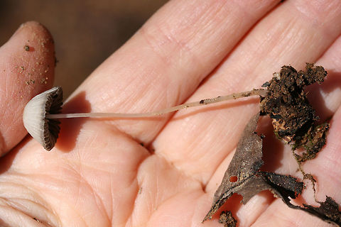 Psathyrella sp. Any ID help is much appreciated!

Growing on disturbed soil at the base of a ridge (on a dirt roadside). Spotted within a grassy/wildflowery area. No wood nearby (that I saw).

No odor. Cap slightly slimy with a gray margin and yellow near its center. Sparkles in the light. Gills gray. Stem smooth and somewhat translucent.
https://www.jungledragon.com/image/68122/mycena_sp._.html
https://www.jungledragon.com/image/68123/mycena_sp._.html Fall,Geotagged,United States