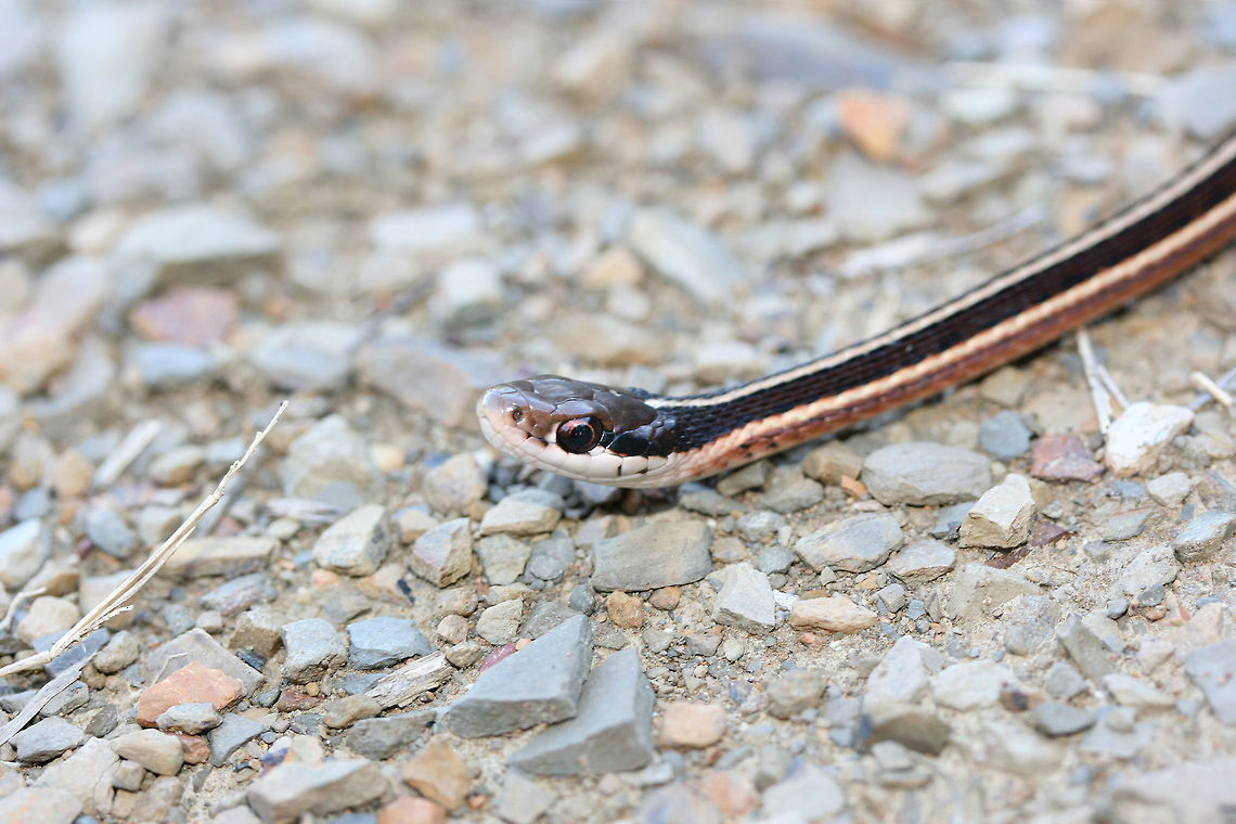 Eastern Ribbon Snake (Thamnophis sauritus sauritus) This little guy was resting on a gravel path near a wetland in Floyd County, Georgia.<br />
<figure class="photo"><a href="https://www.jungledragon.com/image/68149/eastern_ribbon_snake_thamnophis_sauritus_sauritus.html" title="Eastern Ribbon Snake (Thamnophis sauritus sauritus)"><img src="https://s3.amazonaws.com/media.jungledragon.com/images/3231/68149_thumb.jpg?AWSAccessKeyId=05GMT0V3GWVNE7GGM1R2&Expires=1767225610&Signature=X68CGpjko4BAuiFgs6gD9K%2BmkGA%3D" width="200" height="134" alt="Eastern Ribbon Snake (Thamnophis sauritus sauritus) This little guy was resting on a gravel path near a wetland in Floyd County, Georgia.<br />
https://www.jungledragon.com/image/68147/garter_snake_thamnophis_sirtalis.html<br />
https://www.jungledragon.com/image/68148/garter_snake_thamnophis_sirtalis.html Common Garter Snake,Eastern Garter Snake,Eastern Ribbon Snake,Fall,Geotagged,Thamnophis sauritus sauritus,Thamnophis sirtalis,Thamnophis sirtalis sirtalis,United States" /></a></figure><br />
<figure class="photo"><a href="https://www.jungledragon.com/image/68148/eastern_ribbon_snake_thamnophis_sauritus_sauritus.html" title="Eastern Ribbon Snake (Thamnophis sauritus sauritus)"><img src="https://s3.amazonaws.com/media.jungledragon.com/images/3231/68148_thumb.jpg?AWSAccessKeyId=05GMT0V3GWVNE7GGM1R2&Expires=1767225610&Signature=hlDKnionqY1P8tpOtDjQtOp%2B%2Ftw%3D" width="200" height="134" alt="Eastern Ribbon Snake (Thamnophis sauritus sauritus) This little guy was resting on a gravel path near a wetland in Floyd County, Georgia.<br />
https://www.jungledragon.com/image/68149/garter_snake_thamnophis_sirtalis.html<br />
https://www.jungledragon.com/image/68147/garter_snake_thamnophis_sirtalis.html Common Garter Snake,Eastern Garter Snake,Eastern Ribbon Snake,Fall,Geotagged,Ribbon Snake,Thamnophis sauritus,Thamnophis sauritus sauritus,Thamnophis sirtalis,Thamnophis sirtalis sirtalis,United States,wetland,wetlands" /></a></figure> Common Garter Snake,Eastern Garter Snake,Eastern Ribbon Snake,Fall,Geotagged,Thamnophis sauritus sauritus,Thamnophis sirtalis,Thamnophis sirtalis sirtalis,United States,wetland,wetlands
