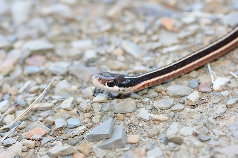 Eastern Ribbon Snake (Thamnophis sauritus sauritus) This little guy was resting on a gravel path near a wetland in Floyd County, Georgia.
https://www.jungledragon.com/image/68149/garter_snake_thamnophis_sirtalis.html
https://www.jungledragon.com/image/68148/garter_snake_thamnophis_sirtalis.html Common Garter Snake,Eastern Garter Snake,Eastern Ribbon Snake,Fall,Geotagged,Thamnophis sauritus sauritus,Thamnophis sirtalis,Thamnophis sirtalis sirtalis,United States,wetland,wetlands