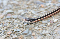 Eastern Ribbon Snake (Thamnophis sauritus sauritus) This little guy was resting on a gravel path near a wetland in Floyd County, Georgia.<br />
https://www.jungledragon.com/image/68149/garter_snake_thamnophis_sirtalis.html<br />
https://www.jungledragon.com/image/68148/garter_snake_thamnophis_sirtalis.html Common Garter Snake,Eastern Garter Snake,Eastern Ribbon Snake,Fall,Geotagged,Thamnophis sauritus sauritus,Thamnophis sirtalis,Thamnophis sirtalis sirtalis,United States,wetland,wetlands