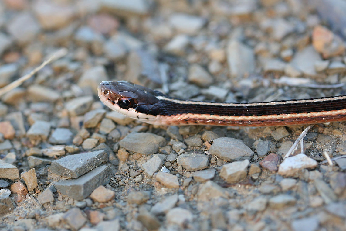 Eastern Ribbon Snake (Thamnophis sauritus sauritus) This little guy was resting on a gravel path near a wetland in Floyd County, Georgia.<br />
<figure class="photo"><a href="https://www.jungledragon.com/image/68149/eastern_ribbon_snake_thamnophis_sauritus_sauritus.html" title="Eastern Ribbon Snake (Thamnophis sauritus sauritus)"><img src="https://s3.amazonaws.com/media.jungledragon.com/images/3231/68149_thumb.jpg?AWSAccessKeyId=05GMT0V3GWVNE7GGM1R2&Expires=1759968010&Signature=R2oKhzdmwQYfj42w%2FX7cvl%2F6Jhk%3D" width="200" height="134" alt="Eastern Ribbon Snake (Thamnophis sauritus sauritus) This little guy was resting on a gravel path near a wetland in Floyd County, Georgia.<br />
https://www.jungledragon.com/image/68147/garter_snake_thamnophis_sirtalis.html<br />
https://www.jungledragon.com/image/68148/garter_snake_thamnophis_sirtalis.html Common Garter Snake,Eastern Garter Snake,Eastern Ribbon Snake,Fall,Geotagged,Thamnophis sauritus sauritus,Thamnophis sirtalis,Thamnophis sirtalis sirtalis,United States" /></a></figure><br />
<figure class="photo"><a href="https://www.jungledragon.com/image/68147/eastern_ribbon_snake_thamnophis_sauritus_sauritus.html" title="Eastern Ribbon Snake (Thamnophis sauritus sauritus)"><img src="https://s3.amazonaws.com/media.jungledragon.com/images/3231/68147_thumb.jpg?AWSAccessKeyId=05GMT0V3GWVNE7GGM1R2&Expires=1759968010&Signature=W7J9ee05XB%2Bum5I9jVjWCY%2Fryhg%3D" width="200" height="134" alt="Eastern Ribbon Snake (Thamnophis sauritus sauritus) This little guy was resting on a gravel path near a wetland in Floyd County, Georgia.<br />
https://www.jungledragon.com/image/68149/garter_snake_thamnophis_sirtalis.html<br />
https://www.jungledragon.com/image/68148/garter_snake_thamnophis_sirtalis.html Common Garter Snake,Eastern Garter Snake,Eastern Ribbon Snake,Fall,Geotagged,Thamnophis sauritus sauritus,Thamnophis sirtalis,Thamnophis sirtalis sirtalis,United States,wetland,wetlands" /></a></figure> Common Garter Snake,Eastern Garter Snake,Eastern Ribbon Snake,Fall,Geotagged,Ribbon Snake,Thamnophis sauritus,Thamnophis sauritus sauritus,Thamnophis sirtalis,Thamnophis sirtalis sirtalis,United States,wetland,wetlands
