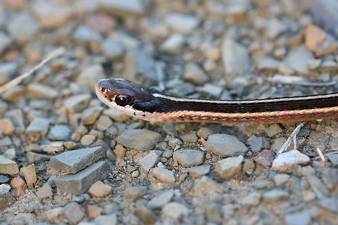 Eastern Ribbon Snake (Thamnophis sauritus sauritus) This little guy was resting on a gravel path near a wetland in Floyd County, Georgia.
https://www.jungledragon.com/image/68149/garter_snake_thamnophis_sirtalis.html
https://www.jungledragon.com/image/68147/garter_snake_thamnophis_sirtalis.html Common Garter Snake,Eastern Garter Snake,Eastern Ribbon Snake,Fall,Geotagged,Ribbon Snake,Thamnophis sauritus,Thamnophis sauritus sauritus,Thamnophis sirtalis,Thamnophis sirtalis sirtalis,United States,wetland,wetlands