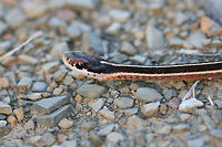 Eastern Ribbon Snake (Thamnophis sauritus sauritus) This little guy was resting on a gravel path near a wetland in Floyd County, Georgia.<br />
https://www.jungledragon.com/image/68149/garter_snake_thamnophis_sirtalis.html<br />
https://www.jungledragon.com/image/68147/garter_snake_thamnophis_sirtalis.html Common Garter Snake,Eastern Garter Snake,Eastern Ribbon Snake,Fall,Geotagged,Ribbon Snake,Thamnophis sauritus,Thamnophis sauritus sauritus,Thamnophis sirtalis,Thamnophis sirtalis sirtalis,United States,wetland,wetlands