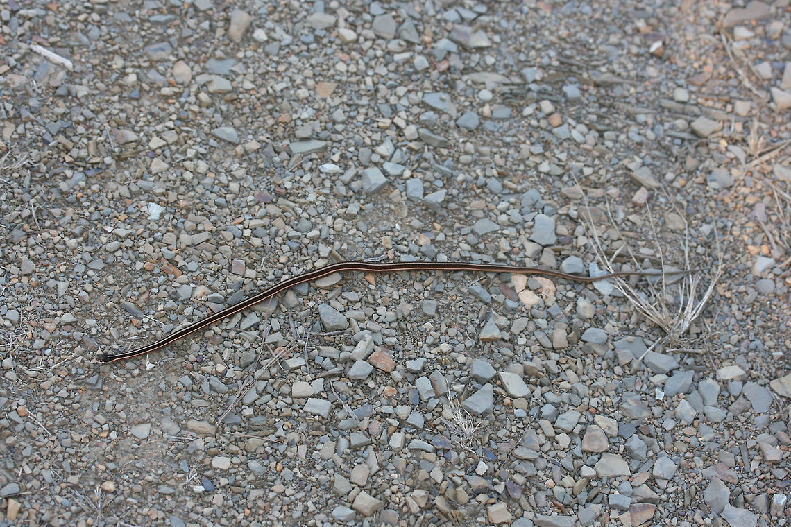Eastern Ribbon Snake (Thamnophis sauritus sauritus) This little guy was resting on a gravel path near a wetland in Floyd County, Georgia.<br />
<figure class="photo"><a href="https://www.jungledragon.com/image/68147/eastern_ribbon_snake_thamnophis_sauritus_sauritus.html" title="Eastern Ribbon Snake (Thamnophis sauritus sauritus)"><img src="https://s3.amazonaws.com/media.jungledragon.com/images/3231/68147_thumb.jpg?AWSAccessKeyId=05GMT0V3GWVNE7GGM1R2&Expires=1759968010&Signature=W7J9ee05XB%2Bum5I9jVjWCY%2Fryhg%3D" width="200" height="134" alt="Eastern Ribbon Snake (Thamnophis sauritus sauritus) This little guy was resting on a gravel path near a wetland in Floyd County, Georgia.<br />
https://www.jungledragon.com/image/68149/garter_snake_thamnophis_sirtalis.html<br />
https://www.jungledragon.com/image/68148/garter_snake_thamnophis_sirtalis.html Common Garter Snake,Eastern Garter Snake,Eastern Ribbon Snake,Fall,Geotagged,Thamnophis sauritus sauritus,Thamnophis sirtalis,Thamnophis sirtalis sirtalis,United States,wetland,wetlands" /></a></figure><br />
<figure class="photo"><a href="https://www.jungledragon.com/image/68148/eastern_ribbon_snake_thamnophis_sauritus_sauritus.html" title="Eastern Ribbon Snake (Thamnophis sauritus sauritus)"><img src="https://s3.amazonaws.com/media.jungledragon.com/images/3231/68148_thumb.jpg?AWSAccessKeyId=05GMT0V3GWVNE7GGM1R2&Expires=1759968010&Signature=ilhfOy56JLVDbw77Z7YtWsfVBmI%3D" width="200" height="134" alt="Eastern Ribbon Snake (Thamnophis sauritus sauritus) This little guy was resting on a gravel path near a wetland in Floyd County, Georgia.<br />
https://www.jungledragon.com/image/68149/garter_snake_thamnophis_sirtalis.html<br />
https://www.jungledragon.com/image/68147/garter_snake_thamnophis_sirtalis.html Common Garter Snake,Eastern Garter Snake,Eastern Ribbon Snake,Fall,Geotagged,Ribbon Snake,Thamnophis sauritus,Thamnophis sauritus sauritus,Thamnophis sirtalis,Thamnophis sirtalis sirtalis,United States,wetland,wetlands" /></a></figure> Common Garter Snake,Eastern Garter Snake,Eastern Ribbon Snake,Fall,Geotagged,Thamnophis sauritus sauritus,Thamnophis sirtalis,Thamnophis sirtalis sirtalis,United States