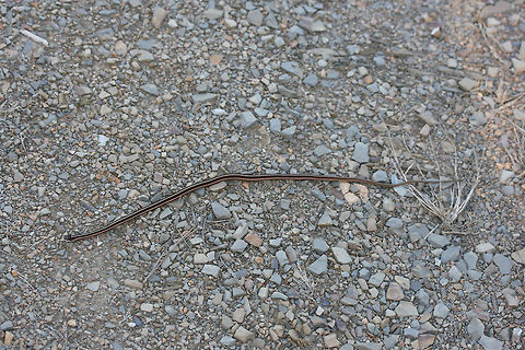 Eastern Ribbon Snake (Thamnophis sauritus sauritus) This little guy was resting on a gravel path near a wetland in Floyd County, Georgia.
https://www.jungledragon.com/image/68147/garter_snake_thamnophis_sirtalis.html
https://www.jungledragon.com/image/68148/garter_snake_thamnophis_sirtalis.html Common Garter Snake,Eastern Garter Snake,Eastern Ribbon Snake,Fall,Geotagged,Thamnophis sauritus sauritus,Thamnophis sirtalis,Thamnophis sirtalis sirtalis,United States