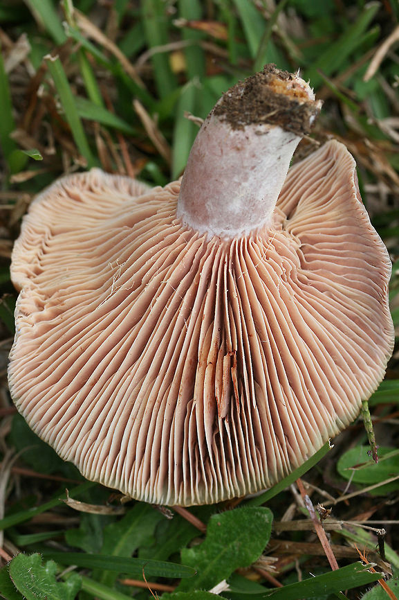 Lactarius paradoxus Growing in a grassy area near pines in a public park in Floyd County, GA, US.<br />
<figure class="photo"><a href="https://www.jungledragon.com/image/68153/lactarius_paradoxus.html" title="Lactarius paradoxus"><img src="https://s3.amazonaws.com/media.jungledragon.com/images/3231/68153_thumb.jpg?AWSAccessKeyId=05GMT0V3GWVNE7GGM1R2&Expires=1759968010&Signature=qnmgRtN5bOh%2B9wKs5YH35tTDBhs%3D" width="102" height="152" alt="Lactarius paradoxus Growing in a grassy area near pines in a public park in Floyd County, GA, US.<br />
https://www.jungledragon.com/image/68152/lactarius_paradoxus.html<br />
https://www.jungledragon.com/image/68151/lactarius_paradoxus.html Fall,Geotagged,Lactarius paradoxus,United States" /></a></figure><br />
<figure class="photo"><a href="https://www.jungledragon.com/image/68152/lactarius_paradoxus.html" title="Lactarius paradoxus"><img src="https://s3.amazonaws.com/media.jungledragon.com/images/3231/68152_thumb.jpg?AWSAccessKeyId=05GMT0V3GWVNE7GGM1R2&Expires=1759968010&Signature=%2F64YCIEppxp%2FaVS1Nv%2Fhe9EFxxU%3D" width="200" height="134" alt="Lactarius paradoxus Growing in a grassy area near pines in a public park in Floyd County, GA, US.<br />
https://www.jungledragon.com/image/68153/lactarius_paradoxus.html<br />
https://www.jungledragon.com/image/68151/lactarius_paradoxus.html Fall,Geotagged,Lactarius paradoxus,United States" /></a></figure> Fall,Geotagged,Lactarius paradoxus,United States