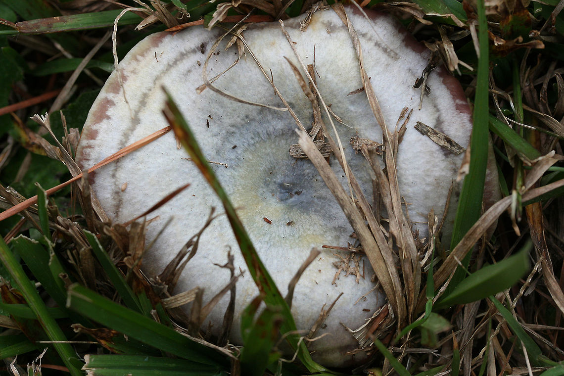Lactarius paradoxus Growing in a grassy area near pines in a public park in Floyd County, GA, US.<br />
<figure class="photo"><a href="https://www.jungledragon.com/image/68153/lactarius_paradoxus.html" title="Lactarius paradoxus"><img src="https://s3.amazonaws.com/media.jungledragon.com/images/3231/68153_thumb.jpg?AWSAccessKeyId=05GMT0V3GWVNE7GGM1R2&Expires=1763596810&Signature=wb0%2F1Fzyad9mFFLR4YQjy5DyPcc%3D" width="102" height="152" alt="Lactarius paradoxus Growing in a grassy area near pines in a public park in Floyd County, GA, US.<br />
https://www.jungledragon.com/image/68152/lactarius_paradoxus.html<br />
https://www.jungledragon.com/image/68151/lactarius_paradoxus.html Fall,Geotagged,Lactarius paradoxus,United States" /></a></figure><br />
<figure class="photo"><a href="https://www.jungledragon.com/image/68151/lactarius_paradoxus.html" title="Lactarius paradoxus"><img src="https://s3.amazonaws.com/media.jungledragon.com/images/3231/68151_thumb.jpg?AWSAccessKeyId=05GMT0V3GWVNE7GGM1R2&Expires=1763596810&Signature=NSrPXnZE53MHoOsF42g6Kg1TOpA%3D" width="102" height="152" alt="Lactarius paradoxus Growing in a grassy area near pines in a public park in Floyd County, GA, US.<br />
https://www.jungledragon.com/image/68153/lactarius_paradoxus.html<br />
https://www.jungledragon.com/image/68152/lactarius_paradoxus.html Fall,Geotagged,Lactarius paradoxus,United States" /></a></figure> Fall,Geotagged,Lactarius paradoxus,United States