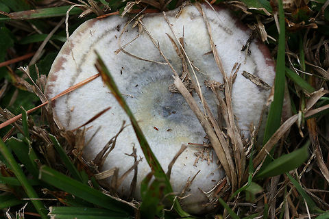 Lactarius paradoxus Growing in a grassy area near pines in a public park in Floyd County, GA, US.
https://www.jungledragon.com/image/68153/lactarius_paradoxus.html
https://www.jungledragon.com/image/68151/lactarius_paradoxus.html Fall,Geotagged,Lactarius paradoxus,United States