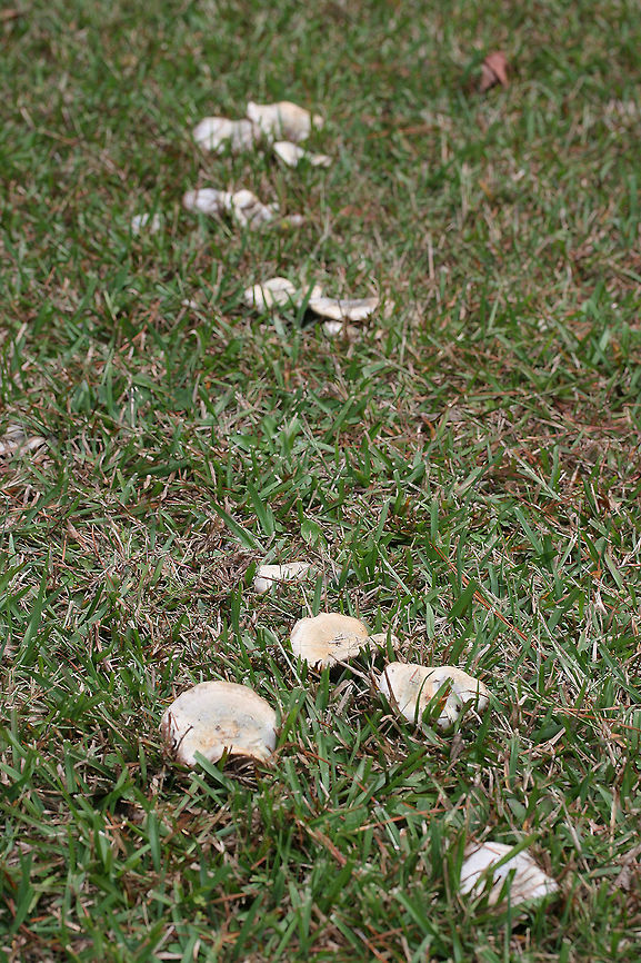 Lactarius paradoxus Growing in a grassy area near pines in a public park in Floyd County, GA, US.<br />
<figure class="photo"><a href="https://www.jungledragon.com/image/68152/lactarius_paradoxus.html" title="Lactarius paradoxus"><img src="https://s3.amazonaws.com/media.jungledragon.com/images/3231/68152_thumb.jpg?AWSAccessKeyId=05GMT0V3GWVNE7GGM1R2&Expires=1759968010&Signature=%2F64YCIEppxp%2FaVS1Nv%2Fhe9EFxxU%3D" width="200" height="134" alt="Lactarius paradoxus Growing in a grassy area near pines in a public park in Floyd County, GA, US.<br />
https://www.jungledragon.com/image/68153/lactarius_paradoxus.html<br />
https://www.jungledragon.com/image/68151/lactarius_paradoxus.html Fall,Geotagged,Lactarius paradoxus,United States" /></a></figure><br />
<figure class="photo"><a href="https://www.jungledragon.com/image/68151/lactarius_paradoxus.html" title="Lactarius paradoxus"><img src="https://s3.amazonaws.com/media.jungledragon.com/images/3231/68151_thumb.jpg?AWSAccessKeyId=05GMT0V3GWVNE7GGM1R2&Expires=1759968010&Signature=1L%2ByndAWJPnugEaxeo4oNKNymfA%3D" width="102" height="152" alt="Lactarius paradoxus Growing in a grassy area near pines in a public park in Floyd County, GA, US.<br />
https://www.jungledragon.com/image/68153/lactarius_paradoxus.html<br />
https://www.jungledragon.com/image/68152/lactarius_paradoxus.html Fall,Geotagged,Lactarius paradoxus,United States" /></a></figure> Fall,Geotagged,Lactarius paradoxus,United States