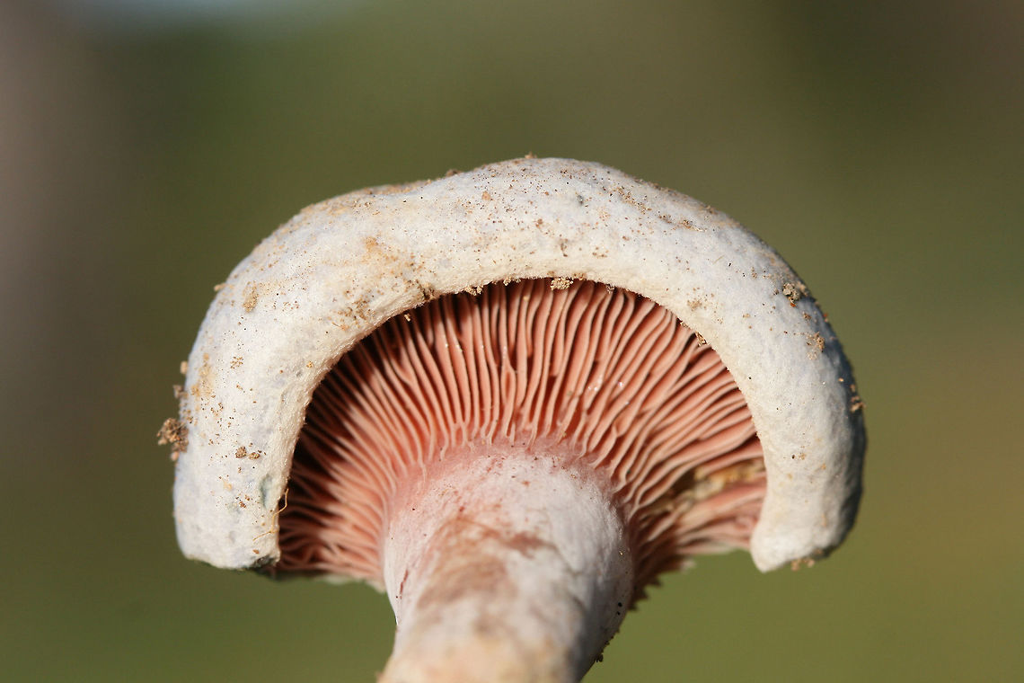 Lactarius paradoxus Growing on a dirt path below pines in Floyd County, GA.<br />
<figure class="photo"><a href="https://www.jungledragon.com/image/68156/lactarius_paradoxus.html" title="Lactarius paradoxus"><img src="https://s3.amazonaws.com/media.jungledragon.com/images/3231/68156_thumb.jpg?AWSAccessKeyId=05GMT0V3GWVNE7GGM1R2&Expires=1759968010&Signature=8bF81aqORh0hCfOqCvgVewfdlxw%3D" width="200" height="134" alt="Lactarius paradoxus Growing on a dirt path below pines in Floyd County, GA.<br />
https://www.jungledragon.com/image/68154/lactarius_paradoxus.html<br />
https://www.jungledragon.com/image/68155/lactarius_paradoxus.html Fall,Geotagged,Lactarius paradoxus,United States" /></a></figure><br />
<figure class="photo"><a href="https://www.jungledragon.com/image/68155/lactarius_paradoxus.html" title="Lactarius paradoxus"><img src="https://s3.amazonaws.com/media.jungledragon.com/images/3231/68155_thumb.jpg?AWSAccessKeyId=05GMT0V3GWVNE7GGM1R2&Expires=1759968010&Signature=VxIaGv1RDwh8WLb8PiHuyY%2BWQ7Y%3D" width="200" height="134" alt="Lactarius paradoxus Growing on a dirt path below pines in Floyd County, GA.<br />
https://www.jungledragon.com/image/68156/lactarius_paradoxus.html<br />
https://www.jungledragon.com/image/68154/lactarius_paradoxus.html Fall,Geotagged,Lactarius paradoxus,United States" /></a></figure> Fall,Geotagged,Lactarius paradoxus,United States