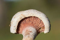 Lactarius paradoxus Growing on a dirt path below pines in Floyd County, GA.<br />
https://www.jungledragon.com/image/68156/lactarius_paradoxus.html<br />
https://www.jungledragon.com/image/68155/lactarius_paradoxus.html Fall,Geotagged,Lactarius paradoxus,United States