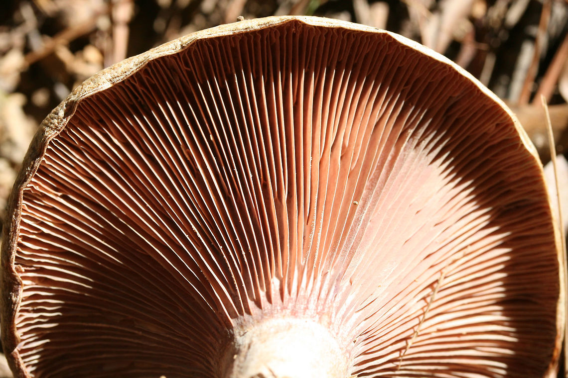 Lactarius paradoxus Growing on a dirt path below pines in Floyd County, GA.<br />
<figure class="photo"><a href="https://www.jungledragon.com/image/68156/lactarius_paradoxus.html" title="Lactarius paradoxus"><img src="https://s3.amazonaws.com/media.jungledragon.com/images/3231/68156_thumb.jpg?AWSAccessKeyId=05GMT0V3GWVNE7GGM1R2&Expires=1759968010&Signature=8bF81aqORh0hCfOqCvgVewfdlxw%3D" width="200" height="134" alt="Lactarius paradoxus Growing on a dirt path below pines in Floyd County, GA.<br />
https://www.jungledragon.com/image/68154/lactarius_paradoxus.html<br />
https://www.jungledragon.com/image/68155/lactarius_paradoxus.html Fall,Geotagged,Lactarius paradoxus,United States" /></a></figure><br />
<figure class="photo"><a href="https://www.jungledragon.com/image/68154/lactarius_paradoxus.html" title="Lactarius paradoxus"><img src="https://s3.amazonaws.com/media.jungledragon.com/images/3231/68154_thumb.jpg?AWSAccessKeyId=05GMT0V3GWVNE7GGM1R2&Expires=1759968010&Signature=ufYtiENRAIrsWAvG9%2FzrHYRvyD4%3D" width="200" height="134" alt="Lactarius paradoxus Growing on a dirt path below pines in Floyd County, GA.<br />
https://www.jungledragon.com/image/68156/lactarius_paradoxus.html<br />
https://www.jungledragon.com/image/68155/lactarius_paradoxus.html Fall,Geotagged,Lactarius paradoxus,United States" /></a></figure> Fall,Geotagged,Lactarius paradoxus,United States