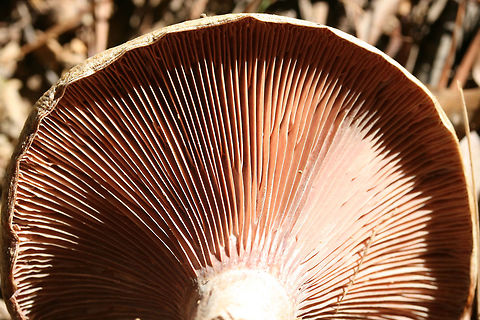 Lactarius paradoxus Growing on a dirt path below pines in Floyd County, GA.
https://www.jungledragon.com/image/68156/lactarius_paradoxus.html
https://www.jungledragon.com/image/68154/lactarius_paradoxus.html Fall,Geotagged,Lactarius paradoxus,United States