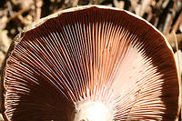 Lactarius paradoxus Growing on a dirt path below pines in Floyd County, GA.<br />
https://www.jungledragon.com/image/68156/lactarius_paradoxus.html<br />
https://www.jungledragon.com/image/68154/lactarius_paradoxus.html Fall,Geotagged,Lactarius paradoxus,United States