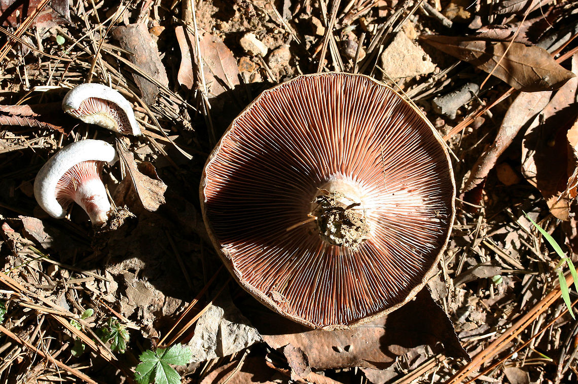 Lactarius paradoxus Growing on a dirt path below pines in Floyd County, GA.<br />
<figure class="photo"><a href="https://www.jungledragon.com/image/68154/lactarius_paradoxus.html" title="Lactarius paradoxus"><img src="https://s3.amazonaws.com/media.jungledragon.com/images/3231/68154_thumb.jpg?AWSAccessKeyId=05GMT0V3GWVNE7GGM1R2&Expires=1759968010&Signature=ufYtiENRAIrsWAvG9%2FzrHYRvyD4%3D" width="200" height="134" alt="Lactarius paradoxus Growing on a dirt path below pines in Floyd County, GA.<br />
https://www.jungledragon.com/image/68156/lactarius_paradoxus.html<br />
https://www.jungledragon.com/image/68155/lactarius_paradoxus.html Fall,Geotagged,Lactarius paradoxus,United States" /></a></figure><br />
<figure class="photo"><a href="https://www.jungledragon.com/image/68155/lactarius_paradoxus.html" title="Lactarius paradoxus"><img src="https://s3.amazonaws.com/media.jungledragon.com/images/3231/68155_thumb.jpg?AWSAccessKeyId=05GMT0V3GWVNE7GGM1R2&Expires=1759968010&Signature=VxIaGv1RDwh8WLb8PiHuyY%2BWQ7Y%3D" width="200" height="134" alt="Lactarius paradoxus Growing on a dirt path below pines in Floyd County, GA.<br />
https://www.jungledragon.com/image/68156/lactarius_paradoxus.html<br />
https://www.jungledragon.com/image/68154/lactarius_paradoxus.html Fall,Geotagged,Lactarius paradoxus,United States" /></a></figure> Fall,Geotagged,Lactarius paradoxus,United States