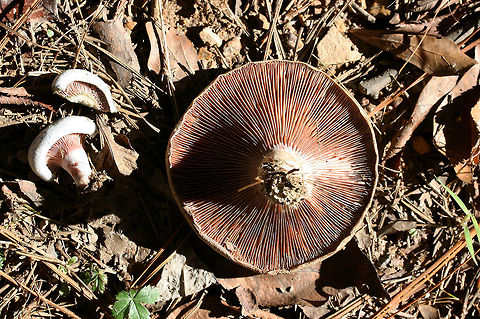 Lactarius paradoxus Growing on a dirt path below pines in Floyd County, GA.
https://www.jungledragon.com/image/68154/lactarius_paradoxus.html
https://www.jungledragon.com/image/68155/lactarius_paradoxus.html Fall,Geotagged,Lactarius paradoxus,United States