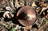 Lactarius paradoxus Growing on a dirt path below pines in Floyd County, GA.<br />
https://www.jungledragon.com/image/68154/lactarius_paradoxus.html<br />
https://www.jungledragon.com/image/68155/lactarius_paradoxus.html Fall,Geotagged,Lactarius paradoxus,United States