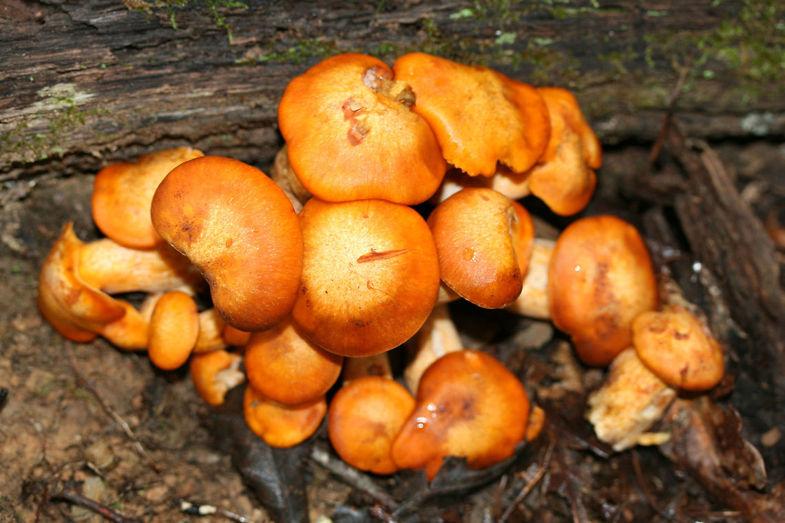 Jack O' Lantern Mushrooms (Omphalotus illudens) Description:<br />
Brilliant orange-capped mushrooms with decurrent, pale orange gills and pale orange/yellow stipes growing in clusters. Caps are slightly depressed towards centers (in some) and convex (in others).  Omphalotus illudens has a history of being confused with edible golden chanterelles but can easily be distinguished from chanterelles by its true gills. Making this mistake can lead to ingestion of the poisonous compounds, illudin S and illudin M, which can lead to extreme gastrointestinal distress (with several day duration) and possible hallucinations. Interestingly enough, pharmaceutical companies have taken an interest in the cytotoxic illudins, and MGI Pharma has developed the illudin-derivative, Irofulven, for cancer treatment.<br />
<br />
Habitat:<br />
Top of forest ridge, growing in thick mulch/leaves below a chestnut oak tree, on buried roots. In a dense mixed hardwood forest in Northwest Georgia.<br />
<figure class="photo"><a href="https://www.jungledragon.com/image/68160/jack_o_lantern_mushrooms_omphalotus_illudens.html" title="Jack O&#039; Lantern Mushrooms (Omphalotus illudens)"><img src="https://s3.amazonaws.com/media.jungledragon.com/images/3231/68160_thumb.jpg?AWSAccessKeyId=05GMT0V3GWVNE7GGM1R2&Expires=1759968010&Signature=1XjA5YecD8oyv1SRG4GNoZVFNks%3D" width="200" height="200" alt="Jack O&#039; Lantern Mushrooms (Omphalotus illudens) Description:<br />
Brilliant orange-capped mushrooms with decurrent, pale orange gills and pale orange/yellow stipes growing in clusters. Caps are slightly depressed towards centers (in some) and convex (in others). Omphalotus illudens has a history of being confused with edible golden chanterelles but can easily be distinguished from chanterelles by its true gills. Making this mistake can lead to ingestion of the poisonous compounds, illudin S and illudin M, which can lead to extreme gastrointestinal distress (with several day duration) and possible hallucinations. Interestingly enough, pharmaceutical companies have taken an interest in the cytotoxic illudins, and MGI Pharma has developed the illudin-derivative, Irofulven, for cancer treatment.<br />
<br />
Habitat:<br />
Top of forest ridge, growing in thick mulch/leaves below a chestnut oak tree, on buried roots. In a dense mixed hardwood forest in Northwest Georgia.<br />
https://www.jungledragon.com/image/68157/jack_o_lantern_mushrooms_omphalotus_illudens.html<br />
https://www.jungledragon.com/image/68159/jack_o_lantern_mushrooms_omphalotus_illudens.html<br />
https://www.jungledragon.com/image/68158/jack_o_lantern_mushrooms_omphalotus_illudens.html Fall,Geotagged,Jack O&#039; Lantern Mushroom,Omphalotus illudens,United States" /></a></figure><br />
<figure class="photo"><a href="https://www.jungledragon.com/image/68159/jack_o_lantern_mushrooms_omphalotus_illudens.html" title="Jack O&#039; Lantern Mushrooms (Omphalotus illudens)"><img src="https://s3.amazonaws.com/media.jungledragon.com/images/3231/68159_thumb.jpg?AWSAccessKeyId=05GMT0V3GWVNE7GGM1R2&Expires=1759968010&Signature=0MpN0gbODZyLUc4pvtJEntqozvs%3D" width="200" height="134" alt="Jack O&#039; Lantern Mushrooms (Omphalotus illudens) Description:<br />
Brilliant orange-capped mushrooms with decurrent, pale orange gills and pale orange/yellow stipes growing in clusters. Caps are slightly depressed towards centers (in some) and convex (in others). Omphalotus illudens has a history of being confused with edible golden chanterelles but can easily be distinguished from chanterelles by its true gills. Making this mistake can lead to ingestion of the poisonous compounds, illudin S and illudin M, which can lead to extreme gastrointestinal distress (with several day duration) and possible hallucinations. Interestingly enough, pharmaceutical companies have taken an interest in the cytotoxic illudins, and MGI Pharma has developed the illudin-derivative, Irofulven, for cancer treatment.<br />
<br />
Habitat:<br />
Top of forest ridge, growing in thick mulch/leaves below a chestnut oak tree, on buried roots. In a dense mixed hardwood forest in Northwest Georgia.<br />
https://www.jungledragon.com/image/68157/jack_o_lantern_mushrooms_omphalotus_illudens.html<br />
https://www.jungledragon.com/image/68160/jack_o_lantern_mushrooms_omphalotus_illudens.html<br />
https://www.jungledragon.com/image/68158/jack_o_lantern_mushrooms_omphalotus_illudens.html Fall,Geotagged,Jack O&#039; Lantern Mushroom,Omphalotus illudens,United States" /></a></figure><br />
<figure class="photo"><a href="https://www.jungledragon.com/image/68158/jack_o_lantern_mushrooms_omphalotus_illudens.html" title="Jack O&#039; Lantern Mushrooms (Omphalotus illudens)"><img src="https://s3.amazonaws.com/media.jungledragon.com/images/3231/68158_thumb.jpg?AWSAccessKeyId=05GMT0V3GWVNE7GGM1R2&Expires=1759968010&Signature=PlmZmmoNjxCn2GWZ3hvNZHShcqo%3D" width="200" height="134" alt="Jack O&#039; Lantern Mushrooms (Omphalotus illudens) Description:<br />
Brilliant orange-capped mushrooms with decurrent, pale orange gills and pale orange/yellow stipes growing in clusters. Caps are slightly depressed towards centers (in some) and convex (in others). Omphalotus illudens has a history of being confused with edible golden chanterelles but can easily be distinguished from chanterelles by its true gills. Making this mistake can lead to ingestion of the poisonous compounds, illudin S and illudin M, which can lead to extreme gastrointestinal distress (with several day duration) and possible hallucinations. Interestingly enough, pharmaceutical companies have taken an interest in the cytotoxic illudins, and MGI Pharma has developed the illudin-derivative, Irofulven, for cancer treatment.<br />
<br />
Habitat:<br />
Top of forest ridge, growing in thick mulch/leaves below a chestnut oak tree, on buried roots. In a dense mixed hardwood forest in Northwest Georgia.<br />
https://www.jungledragon.com/image/68157/jack_o_lantern_mushrooms_omphalotus_illudens.html<br />
https://www.jungledragon.com/image/68159/jack_o_lantern_mushrooms_omphalotus_illudens.html<br />
https://www.jungledragon.com/image/68160/jack_o_lantern_mushrooms_omphalotus_illudens.html Fall,Geotagged,Jack O&#039; Lantern Mushroom,Omphalotus illudens,United States" /></a></figure> Fall,Geotagged,Jack O' Lantern Mushroom,Omphalotus illudens,United States