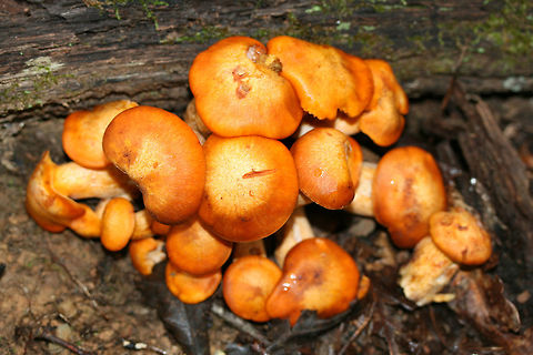 Jack O' Lantern Mushrooms (Omphalotus illudens) Description:
Brilliant orange-capped mushrooms with decurrent, pale orange gills and pale orange/yellow stipes growing in clusters. Caps are slightly depressed towards centers (in some) and convex (in others).  Omphalotus illudens has a history of being confused with edible golden chanterelles but can easily be distinguished from chanterelles by its true gills. Making this mistake can lead to ingestion of the poisonous compounds, illudin S and illudin M, which can lead to extreme gastrointestinal distress (with several day duration) and possible hallucinations. Interestingly enough, pharmaceutical companies have taken an interest in the cytotoxic illudins, and MGI Pharma has developed the illudin-derivative, Irofulven, for cancer treatment.

Habitat:
Top of forest ridge, growing in thick mulch/leaves below a chestnut oak tree, on buried roots. In a dense mixed hardwood forest in Northwest Georgia.
https://www.jungledragon.com/image/68160/jack_o_lantern_mushrooms_omphalotus_illudens.html
https://www.jungledragon.com/image/68159/jack_o_lantern_mushrooms_omphalotus_illudens.html
https://www.jungledragon.com/image/68158/jack_o_lantern_mushrooms_omphalotus_illudens.html Fall,Geotagged,Jack O' Lantern Mushroom,Omphalotus illudens,United States