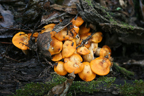 Jack O' Lantern Mushrooms (Omphalotus illudens) Description:
Brilliant orange-capped mushrooms with decurrent, pale orange gills and pale orange/yellow stipes growing in clusters. Caps are slightly depressed towards centers (in some) and convex (in others). Omphalotus illudens has a history of being confused with edible golden chanterelles but can easily be distinguished from chanterelles by its true gills. Making this mistake can lead to ingestion of the poisonous compounds, illudin S and illudin M, which can lead to extreme gastrointestinal distress (with several day duration) and possible hallucinations. Interestingly enough, pharmaceutical companies have taken an interest in the cytotoxic illudins, and MGI Pharma has developed the illudin-derivative, Irofulven, for cancer treatment.

Habitat:
Top of forest ridge, growing in thick mulch/leaves below a chestnut oak tree, on buried roots. In a dense mixed hardwood forest in Northwest Georgia.
https://www.jungledragon.com/image/68157/jack_o_lantern_mushrooms_omphalotus_illudens.html
https://www.jungledragon.com/image/68159/jack_o_lantern_mushrooms_omphalotus_illudens.html
https://www.jungledragon.com/image/68160/jack_o_lantern_mushrooms_omphalotus_illudens.html Fall,Geotagged,Jack O' Lantern Mushroom,Omphalotus illudens,United States