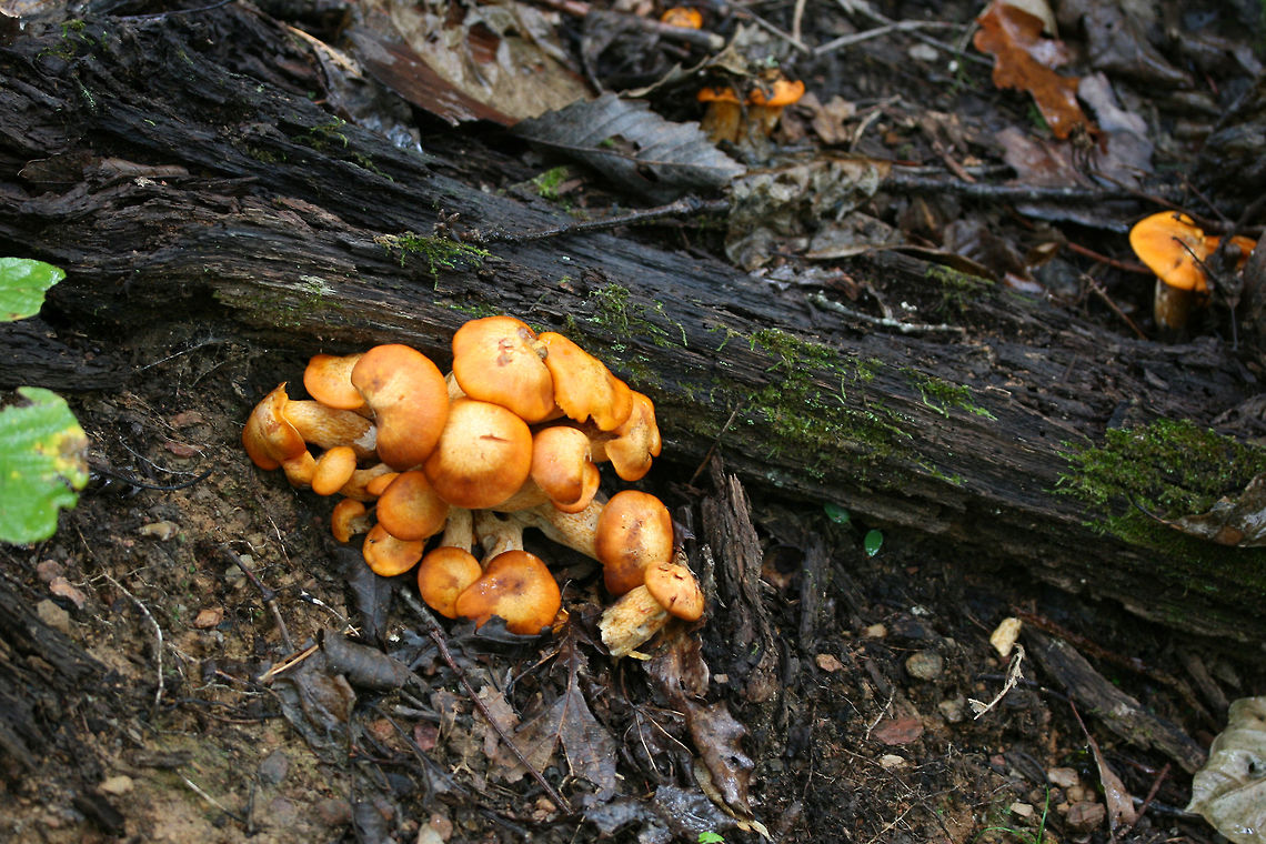 Jack O' Lantern Mushrooms (Omphalotus illudens) Description:<br />
Brilliant orange-capped mushrooms with decurrent, pale orange gills and pale orange/yellow stipes growing in clusters. Caps are slightly depressed towards centers (in some) and convex (in others). Omphalotus illudens has a history of being confused with edible golden chanterelles but can easily be distinguished from chanterelles by its true gills. Making this mistake can lead to ingestion of the poisonous compounds, illudin S and illudin M, which can lead to extreme gastrointestinal distress (with several day duration) and possible hallucinations. Interestingly enough, pharmaceutical companies have taken an interest in the cytotoxic illudins, and MGI Pharma has developed the illudin-derivative, Irofulven, for cancer treatment.<br />
<br />
Habitat:<br />
Top of forest ridge, growing in thick mulch/leaves below a chestnut oak tree, on buried roots. In a dense mixed hardwood forest in Northwest Georgia.<br />
<figure class="photo"><a href="https://www.jungledragon.com/image/68157/jack_o_lantern_mushrooms_omphalotus_illudens.html" title="Jack O&#039; Lantern Mushrooms (Omphalotus illudens)"><img src="https://s3.amazonaws.com/media.jungledragon.com/images/3231/68157_thumb.jpg?AWSAccessKeyId=05GMT0V3GWVNE7GGM1R2&Expires=1759968010&Signature=fxLRNyNUagyxg8DvMb3DxGjaB3o%3D" width="200" height="134" alt="Jack O&#039; Lantern Mushrooms (Omphalotus illudens) Description:<br />
Brilliant orange-capped mushrooms with decurrent, pale orange gills and pale orange/yellow stipes growing in clusters. Caps are slightly depressed towards centers (in some) and convex (in others).  Omphalotus illudens has a history of being confused with edible golden chanterelles but can easily be distinguished from chanterelles by its true gills. Making this mistake can lead to ingestion of the poisonous compounds, illudin S and illudin M, which can lead to extreme gastrointestinal distress (with several day duration) and possible hallucinations. Interestingly enough, pharmaceutical companies have taken an interest in the cytotoxic illudins, and MGI Pharma has developed the illudin-derivative, Irofulven, for cancer treatment.<br />
<br />
Habitat:<br />
Top of forest ridge, growing in thick mulch/leaves below a chestnut oak tree, on buried roots. In a dense mixed hardwood forest in Northwest Georgia.<br />
https://www.jungledragon.com/image/68160/jack_o_lantern_mushrooms_omphalotus_illudens.html<br />
https://www.jungledragon.com/image/68159/jack_o_lantern_mushrooms_omphalotus_illudens.html<br />
https://www.jungledragon.com/image/68158/jack_o_lantern_mushrooms_omphalotus_illudens.html Fall,Geotagged,Jack O&#039; Lantern Mushroom,Omphalotus illudens,United States" /></a></figure><br />
<figure class="photo"><a href="https://www.jungledragon.com/image/68160/jack_o_lantern_mushrooms_omphalotus_illudens.html" title="Jack O&#039; Lantern Mushrooms (Omphalotus illudens)"><img src="https://s3.amazonaws.com/media.jungledragon.com/images/3231/68160_thumb.jpg?AWSAccessKeyId=05GMT0V3GWVNE7GGM1R2&Expires=1759968010&Signature=1XjA5YecD8oyv1SRG4GNoZVFNks%3D" width="200" height="200" alt="Jack O&#039; Lantern Mushrooms (Omphalotus illudens) Description:<br />
Brilliant orange-capped mushrooms with decurrent, pale orange gills and pale orange/yellow stipes growing in clusters. Caps are slightly depressed towards centers (in some) and convex (in others). Omphalotus illudens has a history of being confused with edible golden chanterelles but can easily be distinguished from chanterelles by its true gills. Making this mistake can lead to ingestion of the poisonous compounds, illudin S and illudin M, which can lead to extreme gastrointestinal distress (with several day duration) and possible hallucinations. Interestingly enough, pharmaceutical companies have taken an interest in the cytotoxic illudins, and MGI Pharma has developed the illudin-derivative, Irofulven, for cancer treatment.<br />
<br />
Habitat:<br />
Top of forest ridge, growing in thick mulch/leaves below a chestnut oak tree, on buried roots. In a dense mixed hardwood forest in Northwest Georgia.<br />
https://www.jungledragon.com/image/68157/jack_o_lantern_mushrooms_omphalotus_illudens.html<br />
https://www.jungledragon.com/image/68159/jack_o_lantern_mushrooms_omphalotus_illudens.html<br />
https://www.jungledragon.com/image/68158/jack_o_lantern_mushrooms_omphalotus_illudens.html Fall,Geotagged,Jack O&#039; Lantern Mushroom,Omphalotus illudens,United States" /></a></figure><br />
<figure class="photo"><a href="https://www.jungledragon.com/image/68158/jack_o_lantern_mushrooms_omphalotus_illudens.html" title="Jack O&#039; Lantern Mushrooms (Omphalotus illudens)"><img src="https://s3.amazonaws.com/media.jungledragon.com/images/3231/68158_thumb.jpg?AWSAccessKeyId=05GMT0V3GWVNE7GGM1R2&Expires=1759968010&Signature=PlmZmmoNjxCn2GWZ3hvNZHShcqo%3D" width="200" height="134" alt="Jack O&#039; Lantern Mushrooms (Omphalotus illudens) Description:<br />
Brilliant orange-capped mushrooms with decurrent, pale orange gills and pale orange/yellow stipes growing in clusters. Caps are slightly depressed towards centers (in some) and convex (in others). Omphalotus illudens has a history of being confused with edible golden chanterelles but can easily be distinguished from chanterelles by its true gills. Making this mistake can lead to ingestion of the poisonous compounds, illudin S and illudin M, which can lead to extreme gastrointestinal distress (with several day duration) and possible hallucinations. Interestingly enough, pharmaceutical companies have taken an interest in the cytotoxic illudins, and MGI Pharma has developed the illudin-derivative, Irofulven, for cancer treatment.<br />
<br />
Habitat:<br />
Top of forest ridge, growing in thick mulch/leaves below a chestnut oak tree, on buried roots. In a dense mixed hardwood forest in Northwest Georgia.<br />
https://www.jungledragon.com/image/68157/jack_o_lantern_mushrooms_omphalotus_illudens.html<br />
https://www.jungledragon.com/image/68159/jack_o_lantern_mushrooms_omphalotus_illudens.html<br />
https://www.jungledragon.com/image/68160/jack_o_lantern_mushrooms_omphalotus_illudens.html Fall,Geotagged,Jack O&#039; Lantern Mushroom,Omphalotus illudens,United States" /></a></figure> Fall,Geotagged,Jack O' Lantern Mushroom,Omphalotus illudens,United States