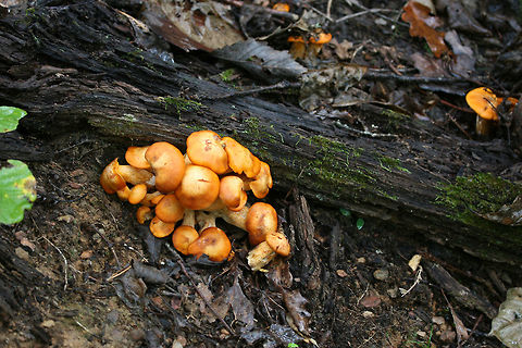 Jack O' Lantern Mushrooms (Omphalotus illudens) Description:
Brilliant orange-capped mushrooms with decurrent, pale orange gills and pale orange/yellow stipes growing in clusters. Caps are slightly depressed towards centers (in some) and convex (in others). Omphalotus illudens has a history of being confused with edible golden chanterelles but can easily be distinguished from chanterelles by its true gills. Making this mistake can lead to ingestion of the poisonous compounds, illudin S and illudin M, which can lead to extreme gastrointestinal distress (with several day duration) and possible hallucinations. Interestingly enough, pharmaceutical companies have taken an interest in the cytotoxic illudins, and MGI Pharma has developed the illudin-derivative, Irofulven, for cancer treatment.

Habitat:
Top of forest ridge, growing in thick mulch/leaves below a chestnut oak tree, on buried roots. In a dense mixed hardwood forest in Northwest Georgia.
https://www.jungledragon.com/image/68157/jack_o_lantern_mushrooms_omphalotus_illudens.html
https://www.jungledragon.com/image/68160/jack_o_lantern_mushrooms_omphalotus_illudens.html
https://www.jungledragon.com/image/68158/jack_o_lantern_mushrooms_omphalotus_illudens.html Fall,Geotagged,Jack O' Lantern Mushroom,Omphalotus illudens,United States