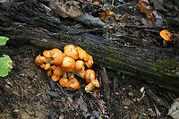 Jack O' Lantern Mushrooms (Omphalotus illudens) Description:<br />
Brilliant orange-capped mushrooms with decurrent, pale orange gills and pale orange/yellow stipes growing in clusters. Caps are slightly depressed towards centers (in some) and convex (in others). Omphalotus illudens has a history of being confused with edible golden chanterelles but can easily be distinguished from chanterelles by its true gills. Making this mistake can lead to ingestion of the poisonous compounds, illudin S and illudin M, which can lead to extreme gastrointestinal distress (with several day duration) and possible hallucinations. Interestingly enough, pharmaceutical companies have taken an interest in the cytotoxic illudins, and MGI Pharma has developed the illudin-derivative, Irofulven, for cancer treatment.<br />
<br />
Habitat:<br />
Top of forest ridge, growing in thick mulch/leaves below a chestnut oak tree, on buried roots. In a dense mixed hardwood forest in Northwest Georgia.<br />
https://www.jungledragon.com/image/68157/jack_o_lantern_mushrooms_omphalotus_illudens.html<br />
https://www.jungledragon.com/image/68160/jack_o_lantern_mushrooms_omphalotus_illudens.html<br />
https://www.jungledragon.com/image/68158/jack_o_lantern_mushrooms_omphalotus_illudens.html Fall,Geotagged,Jack O' Lantern Mushroom,Omphalotus illudens,United States