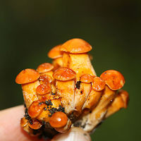 Jack O' Lantern Mushrooms (Omphalotus illudens) Description:<br />
Brilliant orange-capped mushrooms with decurrent, pale orange gills and pale orange/yellow stipes growing in clusters. Caps are slightly depressed towards centers (in some) and convex (in others). Omphalotus illudens has a history of being confused with edible golden chanterelles but can easily be distinguished from chanterelles by its true gills. Making this mistake can lead to ingestion of the poisonous compounds, illudin S and illudin M, which can lead to extreme gastrointestinal distress (with several day duration) and possible hallucinations. Interestingly enough, pharmaceutical companies have taken an interest in the cytotoxic illudins, and MGI Pharma has developed the illudin-derivative, Irofulven, for cancer treatment.<br />
<br />
Habitat:<br />
Top of forest ridge, growing in thick mulch/leaves below a chestnut oak tree, on buried roots. In a dense mixed hardwood forest in Northwest Georgia.<br />
https://www.jungledragon.com/image/68157/jack_o_lantern_mushrooms_omphalotus_illudens.html<br />
https://www.jungledragon.com/image/68159/jack_o_lantern_mushrooms_omphalotus_illudens.html<br />
https://www.jungledragon.com/image/68158/jack_o_lantern_mushrooms_omphalotus_illudens.html Fall,Geotagged,Jack O' Lantern Mushroom,Omphalotus illudens,United States