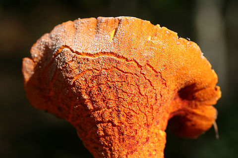 Lobster Mushroom (Hypocmyces lactifluorum) Parasitized fungus growing in a mixed (mostly coniferous) forest in Floyd County, GA.
https://www.jungledragon.com/image/68163/lobster_mushroom_hypocmyces_lactifluorum.html
https://www.jungledragon.com/image/68162/lobster_mushroom_hypocmyces_lactifluorum.html Fall,Geotagged,Hypomyces lactifluorum,Lobster mushroom,United States