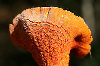 Lobster Mushroom (Hypocmyces lactifluorum) Parasitized fungus growing in a mixed (mostly coniferous) forest in Floyd County, GA.<br />
https://www.jungledragon.com/image/68163/lobster_mushroom_hypocmyces_lactifluorum.html<br />
https://www.jungledragon.com/image/68162/lobster_mushroom_hypocmyces_lactifluorum.html Fall,Geotagged,Hypomyces lactifluorum,Lobster mushroom,United States