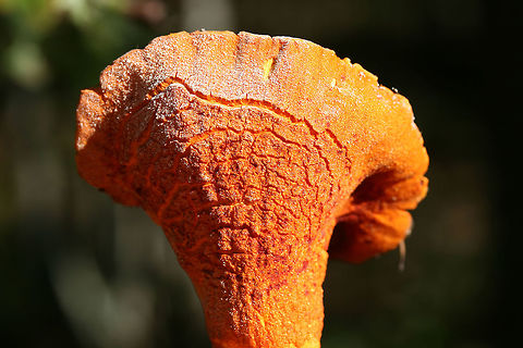 Lobster Mushroom (Hypocmyces lactifluorum) Parasitized fungus growing in a mixed (mostly coniferous) forest in Floyd County, GA.
https://www.jungledragon.com/image/68161/lobster_mushroom_hypocmyces_lactifluorum.html
https://www.jungledragon.com/image/68163/lobster_mushroom_hypocmyces_lactifluorum.html Fall,Geotagged,Hypomyces lactifluorum,Lobster mushroom,United States