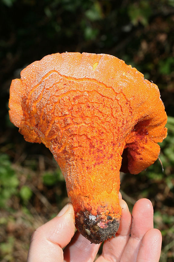Lobster Mushroom (Hypocmyces lactifluorum) Parasitized fungus growing in a mixed (mostly coniferous) forest in Floyd County, GA.<br />
<figure class="photo"><a href="https://www.jungledragon.com/image/68161/lobster_mushroom_hypocmyces_lactifluorum.html" title="Lobster Mushroom (Hypocmyces lactifluorum)"><img src="https://s3.amazonaws.com/media.jungledragon.com/images/3231/68161_thumb.jpg?AWSAccessKeyId=05GMT0V3GWVNE7GGM1R2&Expires=1767225610&Signature=x0DAaG8RTo0Y6qoShzXPsCZ8v0M%3D" width="200" height="134" alt="Lobster Mushroom (Hypocmyces lactifluorum) Parasitized fungus growing in a mixed (mostly coniferous) forest in Floyd County, GA.<br />
https://www.jungledragon.com/image/68163/lobster_mushroom_hypocmyces_lactifluorum.html<br />
https://www.jungledragon.com/image/68162/lobster_mushroom_hypocmyces_lactifluorum.html Fall,Geotagged,Hypomyces lactifluorum,Lobster mushroom,United States" /></a></figure><br />
<figure class="photo"><a href="https://www.jungledragon.com/image/68162/lobster_mushroom_hypocmyces_lactifluorum.html" title="Lobster Mushroom (Hypocmyces lactifluorum)"><img src="https://s3.amazonaws.com/media.jungledragon.com/images/3231/68162_thumb.jpg?AWSAccessKeyId=05GMT0V3GWVNE7GGM1R2&Expires=1767225610&Signature=kXITA6dYEgoP%2FSy2lU%2BG4wYc5Us%3D" width="200" height="134" alt="Lobster Mushroom (Hypocmyces lactifluorum) Parasitized fungus growing in a mixed (mostly coniferous) forest in Floyd County, GA.<br />
https://www.jungledragon.com/image/68161/lobster_mushroom_hypocmyces_lactifluorum.html<br />
https://www.jungledragon.com/image/68163/lobster_mushroom_hypocmyces_lactifluorum.html Fall,Geotagged,Hypomyces lactifluorum,Lobster mushroom,United States" /></a></figure> Fall,Geotagged,Hypomyces lactifluorum,Lobster mushroom,United States