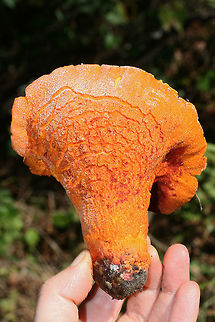 Lobster Mushroom (Hypocmyces lactifluorum) Parasitized fungus growing in a mixed (mostly coniferous) forest in Floyd County, GA.
https://www.jungledragon.com/image/68161/lobster_mushroom_hypocmyces_lactifluorum.html
https://www.jungledragon.com/image/68162/lobster_mushroom_hypocmyces_lactifluorum.html Fall,Geotagged,Hypomyces lactifluorum,Lobster mushroom,United States