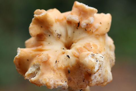 Hedgehog Mushrooms (Hydnum subrufescens)? Growing beneath hardwoods (in deep leaf litter) on a ridgeside in a mixed forest.
https://www.jungledragon.com/image/68167/hedgehog_mushrooms_hydnum_sp.html
https://www.jungledragon.com/image/68166/hedgehog_mushrooms_hydnum_sp.html
https://www.jungledragon.com/image/68165/hedgehog_mushrooms_hydnum_sp.html
https://www.jungledragon.com/image/68168/hedgehog_mushrooms_hydnum_sp.html Fall,Geotagged,Hydnum subrufescens,United States