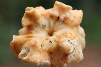 Hedgehog Mushrooms (Hydnum subrufescens)? Growing beneath hardwoods (in deep leaf litter) on a ridgeside in a mixed forest.<br />
https://www.jungledragon.com/image/68167/hedgehog_mushrooms_hydnum_sp.html<br />
https://www.jungledragon.com/image/68166/hedgehog_mushrooms_hydnum_sp.html<br />
https://www.jungledragon.com/image/68165/hedgehog_mushrooms_hydnum_sp.html<br />
https://www.jungledragon.com/image/68168/hedgehog_mushrooms_hydnum_sp.html Fall,Geotagged,Hydnum subrufescens,United States