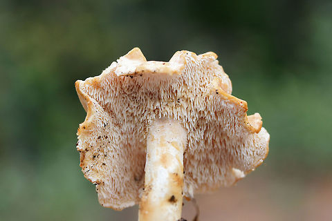 Hedgehog Mushrooms (Hydnum subrufescens)? Growing beneath hardwoods (in deep leaf litter) on a ridgeside in a mixed forest.
https://www.jungledragon.com/image/68167/hedgehog_mushrooms_hydnum_sp.html
https://www.jungledragon.com/image/68166/hedgehog_mushrooms_hydnum_sp.html
https://www.jungledragon.com/image/68168/hedgehog_mushrooms_hydnum_sp.html
https://www.jungledragon.com/image/68164/hedgehog_mushrooms_hydnum_sp.html
 Fall,Geotagged,Hydnum subrufescens,United States