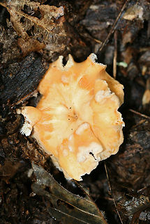 Hedgehog Mushrooms (Hydnum subrufescens) Growing beneath hardwoods (in deep leaf litter) on a ridgeside in a mixed forest.
https://www.jungledragon.com/image/68167/hedgehog_mushrooms_hydnum_sp.html
https://www.jungledragon.com/image/68168/hedgehog_mushrooms_hydnum_sp.html
https://www.jungledragon.com/image/68165/hedgehog_mushrooms_hydnum_sp.html
https://www.jungledragon.com/image/68168/hedgehog_mushrooms_hydnum_sp.html Fall,Geotagged,Hydnum subrufescens,United States