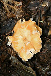 Hedgehog Mushrooms (Hydnum subrufescens) Growing beneath hardwoods (in deep leaf litter) on a ridgeside in a mixed forest.<br />
https://www.jungledragon.com/image/68167/hedgehog_mushrooms_hydnum_sp.html<br />
https://www.jungledragon.com/image/68168/hedgehog_mushrooms_hydnum_sp.html<br />
https://www.jungledragon.com/image/68165/hedgehog_mushrooms_hydnum_sp.html<br />
https://www.jungledragon.com/image/68168/hedgehog_mushrooms_hydnum_sp.html Fall,Geotagged,Hydnum subrufescens,United States