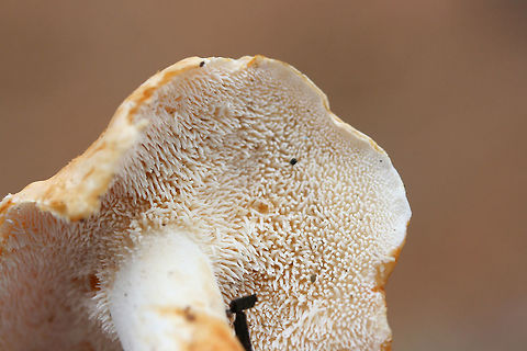 Hedgehog Mushrooms (Hydnum subrufescens) Growing beneath hardwoods (in deep leaf litter) on a ridgeside in a mixed forest.
https://www.jungledragon.com/image/68168/hedgehog_mushrooms_hydnum_sp.html
https://www.jungledragon.com/image/68166/hedgehog_mushrooms_hydnum_sp.html
https://www.jungledragon.com/image/68165/hedgehog_mushrooms_hydnum_sp.html
https://www.jungledragon.com/image/68167/hedgehog_mushrooms_hydnum_sp.html Fall,Geotagged,Hydnum subrufescens,United States