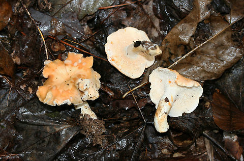 Hedgehog Mushrooms (Hydnum subrufescens)? Growing beneath hardwoods (in deep leaf litter) on a ridgeside in a mixed forest.
https://www.jungledragon.com/image/68164/hedgehog_mushrooms_hydnum_sp.html
https://www.jungledragon.com/image/68167/hedgehog_mushrooms_hydnum_sp.html
https://www.jungledragon.com/image/68166/hedgehog_mushrooms_hydnum_sp.html
https://www.jungledragon.com/image/68165/hedgehog_mushrooms_hydnum_sp.html
 Fall,Geotagged,Hydnum subrufescens,United States