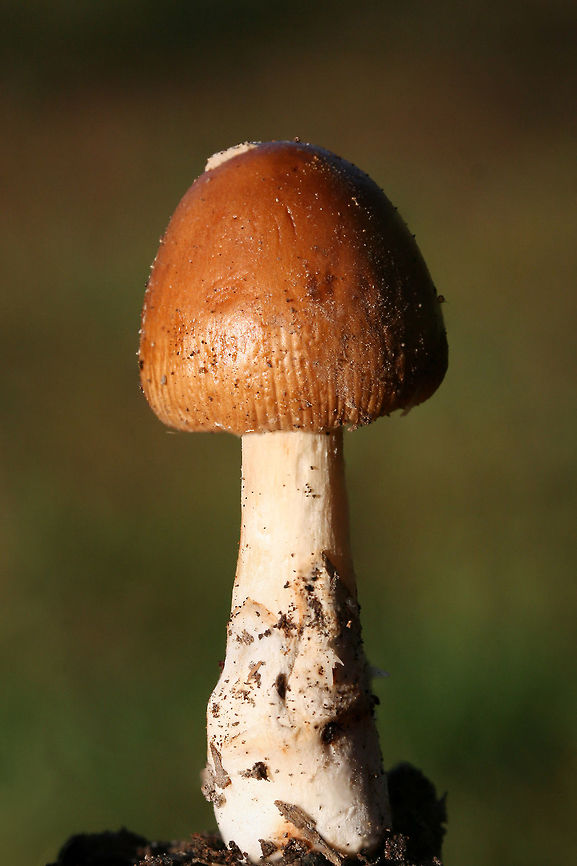 Amanita amerifulva group ID pending.<br />
Growing below (mostly pines) on a leaf littered trail in Floyd County, GA.<br />
<br />
Odor: Fruity sweet to nutty<br />
<figure class="photo"><a href="https://www.jungledragon.com/image/68195/amanita_amerifulva_group.html" title="Amanita amerifulva group"><img src="https://s3.amazonaws.com/media.jungledragon.com/images/3231/68195_thumb.jpg?AWSAccessKeyId=05GMT0V3GWVNE7GGM1R2&Expires=1767225610&Signature=Q8kPMZqB%2FKe2n0V6M5IlCB5gEqE%3D" width="102" height="152" alt="Amanita amerifulva group ID pending.<br />
Growing below (mostly pines) on a leaf littered trail in Floyd County, GA.<br />
<br />
Odor: Fruity sweet to nutty<br />
https://www.jungledragon.com/image/68193/unknown_amanita.html<br />
https://www.jungledragon.com/image/68194/unknown_amanita.html Amanita amerifulva,American Orange-Brown Ringless Amanita,Fall,Geotagged,United States" /></a></figure><br />
<figure class="photo"><a href="https://www.jungledragon.com/image/68194/amanita_amerifulva_group.html" title="Amanita amerifulva group"><img src="https://s3.amazonaws.com/media.jungledragon.com/images/3231/68194_thumb.jpg?AWSAccessKeyId=05GMT0V3GWVNE7GGM1R2&Expires=1767225610&Signature=PB%2BD28u2YcccUuqSQ6FZ9rU81cs%3D" width="102" height="152" alt="Amanita amerifulva group ID pending.<br />
Growing below (mostly pines) on a leaf littered trail in Floyd County, GA.<br />
<br />
Odor: Fruity sweet to nutty<br />
https://www.jungledragon.com/image/68195/unknown_amanita.html<br />
https://www.jungledragon.com/image/68193/unknown_amanita.html Amanita amerifulva,American Orange-Brown Ringless Amanita,Fall,Geotagged,United States" /></a></figure> Amanita amerifulva,American Orange-Brown Ringless Amanita,Fall,Geotagged,United States