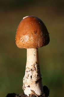 Amanita amerifulva group ID pending.
Growing below (mostly pines) on a leaf littered trail in Floyd County, GA.

Odor: Fruity sweet to nutty
https://www.jungledragon.com/image/68195/unknown_amanita.html
https://www.jungledragon.com/image/68194/unknown_amanita.html Amanita amerifulva,American Orange-Brown Ringless Amanita,Fall,Geotagged,United States