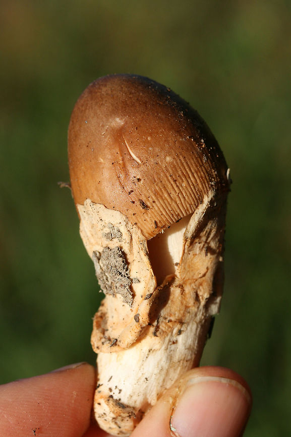 Amanita amerifulva group ID pending.<br />
Growing below (mostly pines) on a leaf littered trail in Floyd County, GA.<br />
<br />
Odor: Fruity sweet to nutty<br />
<figure class="photo"><a href="https://www.jungledragon.com/image/68195/amanita_amerifulva_group.html" title="Amanita amerifulva group"><img src="https://s3.amazonaws.com/media.jungledragon.com/images/3231/68195_thumb.jpg?AWSAccessKeyId=05GMT0V3GWVNE7GGM1R2&Expires=1767225610&Signature=Q8kPMZqB%2FKe2n0V6M5IlCB5gEqE%3D" width="102" height="152" alt="Amanita amerifulva group ID pending.<br />
Growing below (mostly pines) on a leaf littered trail in Floyd County, GA.<br />
<br />
Odor: Fruity sweet to nutty<br />
https://www.jungledragon.com/image/68193/unknown_amanita.html<br />
https://www.jungledragon.com/image/68194/unknown_amanita.html Amanita amerifulva,American Orange-Brown Ringless Amanita,Fall,Geotagged,United States" /></a></figure><br />
<figure class="photo"><a href="https://www.jungledragon.com/image/68193/amanita_amerifulva_group.html" title="Amanita amerifulva group"><img src="https://s3.amazonaws.com/media.jungledragon.com/images/3231/68193_thumb.jpg?AWSAccessKeyId=05GMT0V3GWVNE7GGM1R2&Expires=1767225610&Signature=pgjU%2BbF2hJ%2B3x407pvsHru4uGVM%3D" width="102" height="152" alt="Amanita amerifulva group ID pending.<br />
Growing below (mostly pines) on a leaf littered trail in Floyd County, GA.<br />
<br />
Odor: Fruity sweet to nutty<br />
https://www.jungledragon.com/image/68195/unknown_amanita.html<br />
https://www.jungledragon.com/image/68194/unknown_amanita.html Amanita amerifulva,American Orange-Brown Ringless Amanita,Fall,Geotagged,United States" /></a></figure> Amanita amerifulva,American Orange-Brown Ringless Amanita,Fall,Geotagged,United States