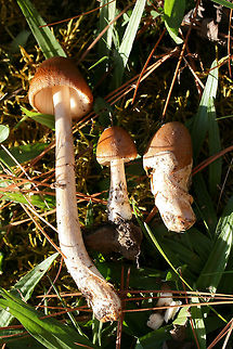 Amanita amerifulva group ID pending.
Growing below (mostly pines) on a leaf littered trail in Floyd County, GA.

Odor: Fruity sweet to nutty
https://www.jungledragon.com/image/68193/unknown_amanita.html
https://www.jungledragon.com/image/68194/unknown_amanita.html Amanita amerifulva,American Orange-Brown Ringless Amanita,Fall,Geotagged,United States