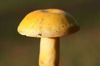 Russula flavida Growing in a forested area (mostly pines but also some oaks) in Floyd County, GA. Flavor and odor pleasant. "Skin" peels about halfway to center.<br />
https://www.jungledragon.com/image/68198/russula_flavida.html<br />
https://www.jungledragon.com/image/68197/russula_flavida.html Fall,Geotagged,Russula flavida,United States