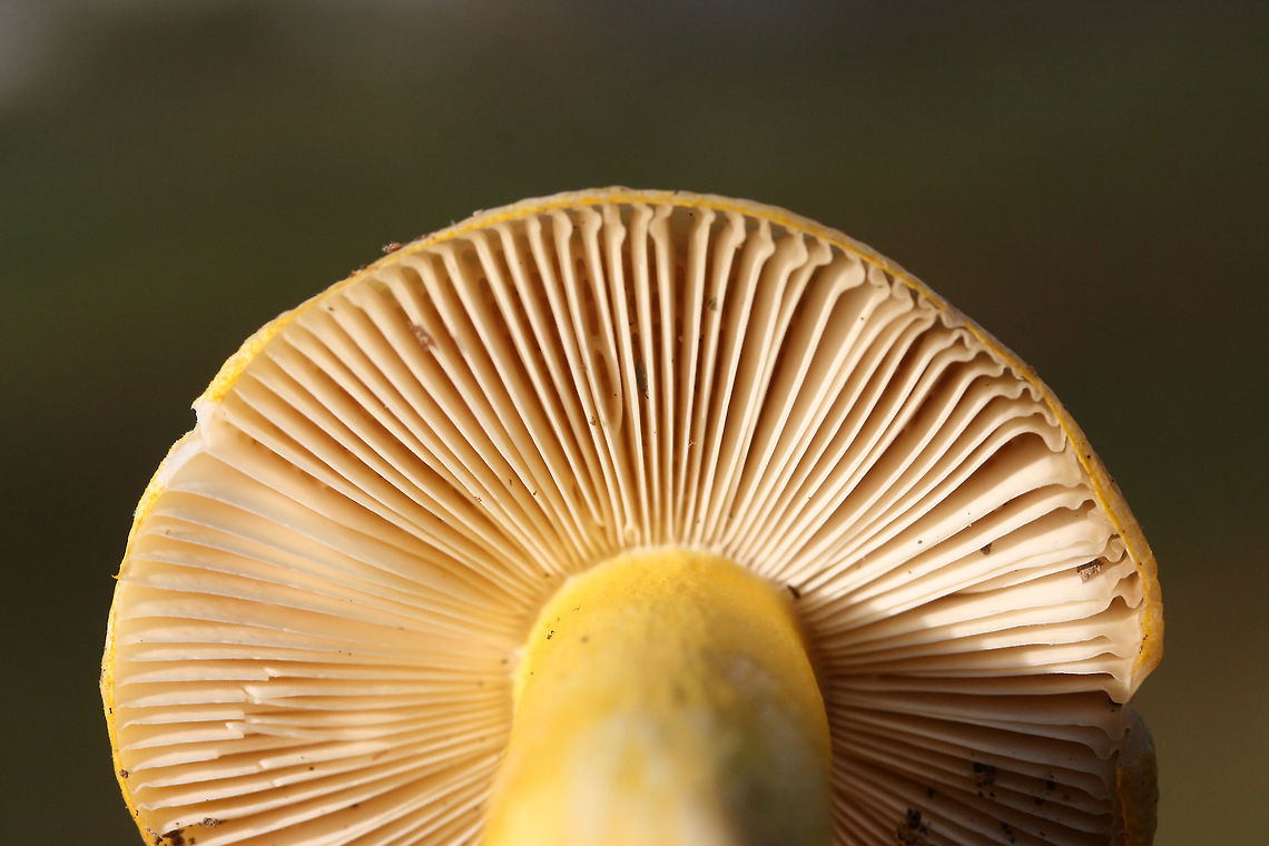 Russula flavida Growing in a forested area (mostly pines but also some oaks) in Floyd County, GA. Flavor and odor pleasant. "Skin" peels about halfway to center.<br />
<figure class="photo"><a href="https://www.jungledragon.com/image/68196/russula_flavida.html" title="Russula flavida"><img src="https://s3.amazonaws.com/media.jungledragon.com/images/3231/68196_thumb.jpg?AWSAccessKeyId=05GMT0V3GWVNE7GGM1R2&Expires=1769040010&Signature=v%2BVD5%2F08aXBYG67jwY%2Bw9YeyWOw%3D" width="200" height="134" alt="Russula flavida Growing in a forested area (mostly pines but also some oaks) in Floyd County, GA. Flavor and odor pleasant. "Skin" peels about halfway to center.<br />
https://www.jungledragon.com/image/68198/russula_flavida.html<br />
https://www.jungledragon.com/image/68197/russula_flavida.html Fall,Geotagged,Russula flavida,United States" /></a></figure><br />
<figure class="photo"><a href="https://www.jungledragon.com/image/68198/russula_flavida.html" title="Russula flavida"><img src="https://s3.amazonaws.com/media.jungledragon.com/images/3231/68198_thumb.jpg?AWSAccessKeyId=05GMT0V3GWVNE7GGM1R2&Expires=1769040010&Signature=RI5RaTiSRzTfc8TUt24Tfke857o%3D" width="200" height="200" alt="Russula flavida Growing in a forested area (mostly pines but also some oaks) in Floyd County, GA. Flavor and odor pleasant. "Skin" peels about halfway to center.<br />
https://www.jungledragon.com/image/68196/russula_flavida.html<br />
https://www.jungledragon.com/image/68197/russula_flavida.html Fall,Geotagged,Russula flavida,United States" /></a></figure> Fall,Geotagged,Mushrooms,Russula,Russula flavida,United States,mushroom,yellow